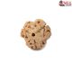 Natural Nepali 3 Mukhi Rudraksha