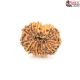 Natural Nepali 12 Mukhi Rudraksha