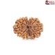Natural Nepali 12 Mukhi Rudraksha