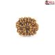 Natural Nepali 10 Mukhi Rudraksha 