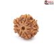 Seven Mukhi Rudraksha 11.50 carat