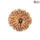 Natural Nepali 11 Mukhi Rudraksha