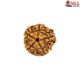 Natural 5 Mukhi Rudraksha 