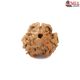 Natural Nepali 3 Mukhi Rudraksha
