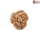 Natural Nepali 3 Mukhi Rudraksha