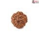 Seven Mukhi Rudraksha 9.27 carat