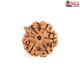 Natural Ganesha Rudraksha 