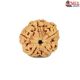 Natural 5 Mukhi Rudraksha 
