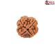 Natural Nepali 4 Mukhi Rudraksha