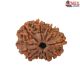 Natural Nepali 11 Mukhi Rudraksha