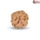 1 Mukhi Under Developed Rudraksha 16 MM