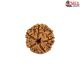 Natural 5 Mukhi Rudraksha 