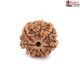 Seven Mukhi Rudraksha 16.18 carat