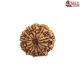 Natural Nepali 12 Mukhi Rudraksha