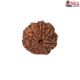 Natural 8 Mukhi Rudraksha
