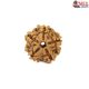 Natural 5 Mukhi Rudraksha 