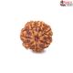 Seven Mukhi Rudraksha 12.50 carat