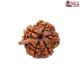 Natural Ganesha Rudraksha 