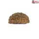 Natural 1 Mukhi Rudraksha