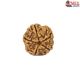 Natural 5 Mukhi Rudraksha 