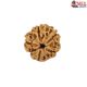 Natural 5 Mukhi Rudraksha 