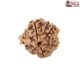 Natural Ganesha Rudraksha 