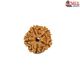 Natural 5 Mukhi Rudraksha 