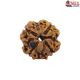 Natural Nepali 4 Mukhi Rudraksha