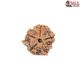 Natural Ganesha Rudraksha 