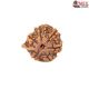 Natural Ganesha Rudraksha 