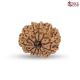 Natural Nepali 11 Mukhi Rudraksha 