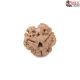Natural Nepali 3 Mukhi Rudraksha