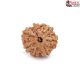 Seven Mukhi Rudraksha 16.35 carat