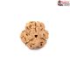 Natural Nepali 3 Mukhi Rudraksha