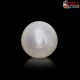  South Sea Pearl (Moti) 11.81 Carat