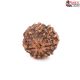 Seven Mukhi Rudraksha 12.40 carat