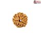 Natural 5 Mukhi Rudraksha 