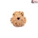 Natural Nepali 3 Mukhi Rudraksha