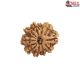 Natural Nepali 10 Mukhi Rudraksha 
