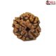 Natural Nepali 4 Mukhi Rudraksha