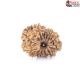 Natural Nepali 12 Mukhi Rudraksha