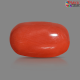 Italian Red Coral 4.72 cts