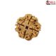Natural Nepali 4 Mukhi Rudraksha