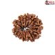 Natural Nepali 11 Mukhi Rudraksha
