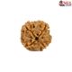 Natural Nepali 4 Mukhi Rudraksha