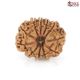 Natural Nepali 11 Mukhi Rudraksha