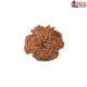 Natural 8 Mukhi Rudraksha