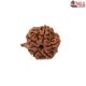Natural Ganesha Rudraksha 