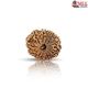 Natural Nepali 11 Mukhi Rudraksha 