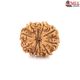 Natural Nepali 10 Mukhi Rudraksha 